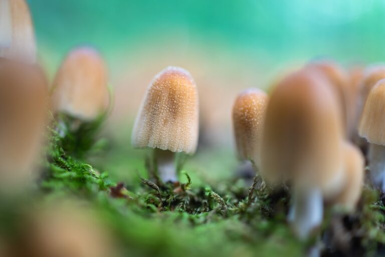 Książki dla dzieci o ekologii – polecane tytuły i wydawnictwa